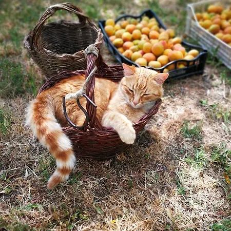 I Roseti Montepulciano