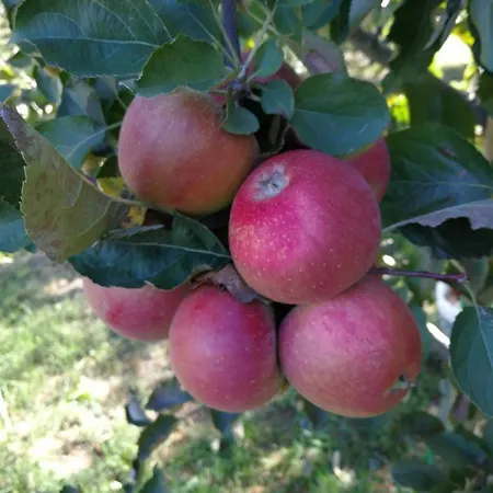 I Roseti Alloggio per agriturismo
