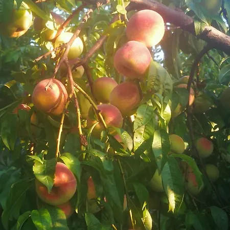 I Roseti Farm stay *