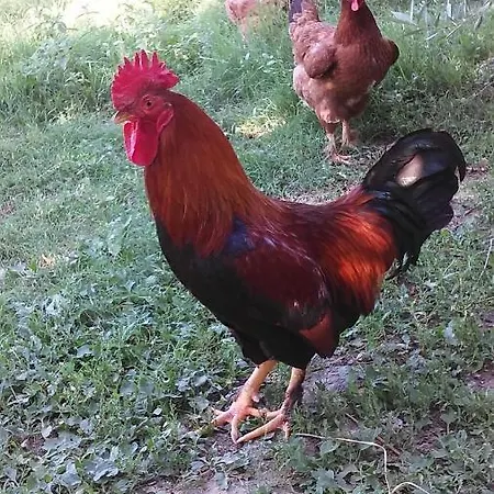 I Roseti Alloggio per agriturismo